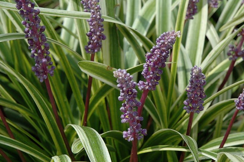 variegata lily turf