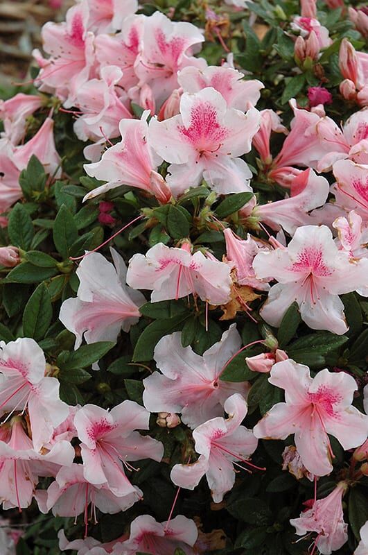 encore azalea