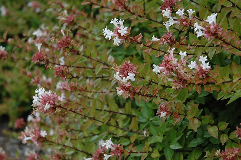 rose creek abelia