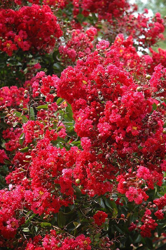 red rocket crapemyrtle