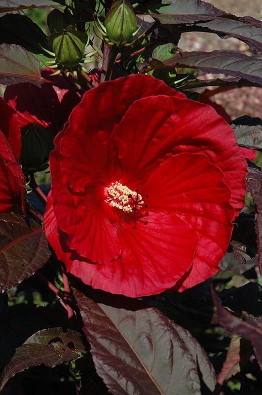 midnight marvel hibiscus