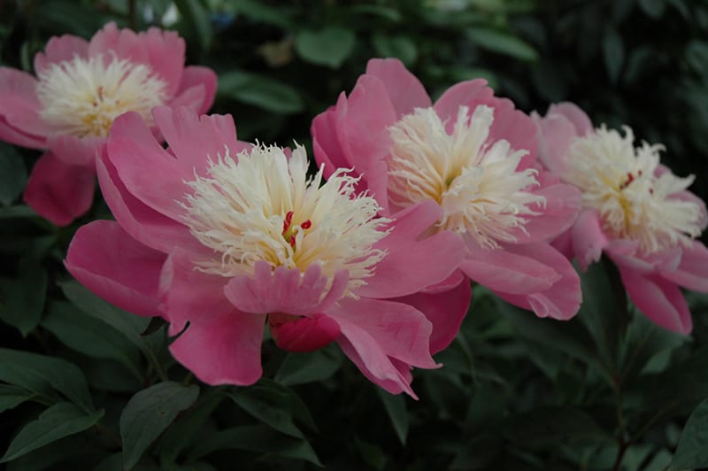 bowl of beauty peony