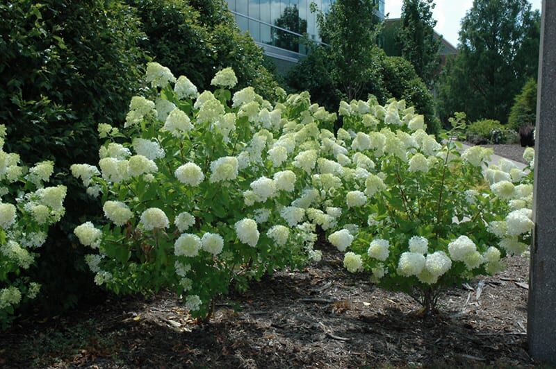 limelight hydrangea