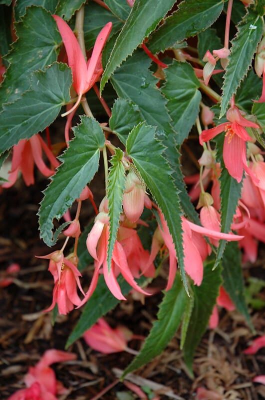 San Francisco begonia