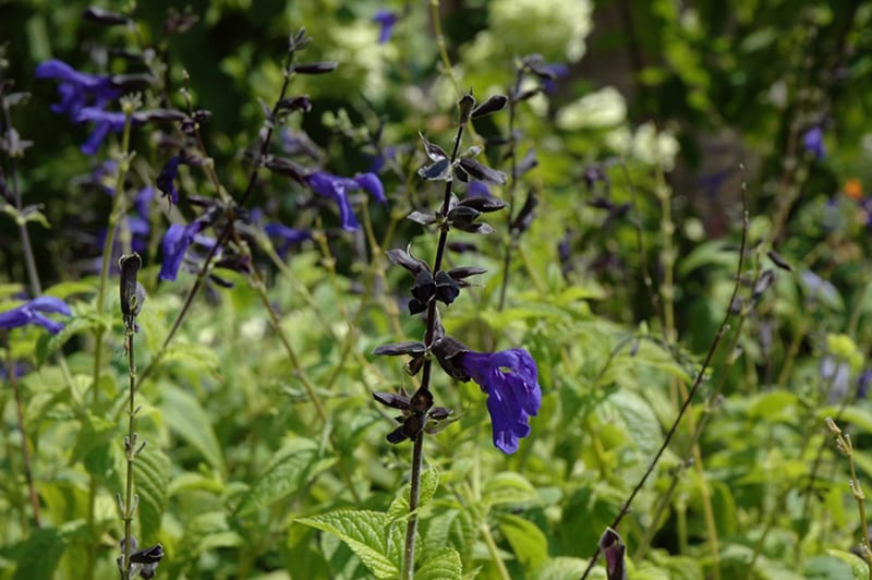 black and blue anise sage