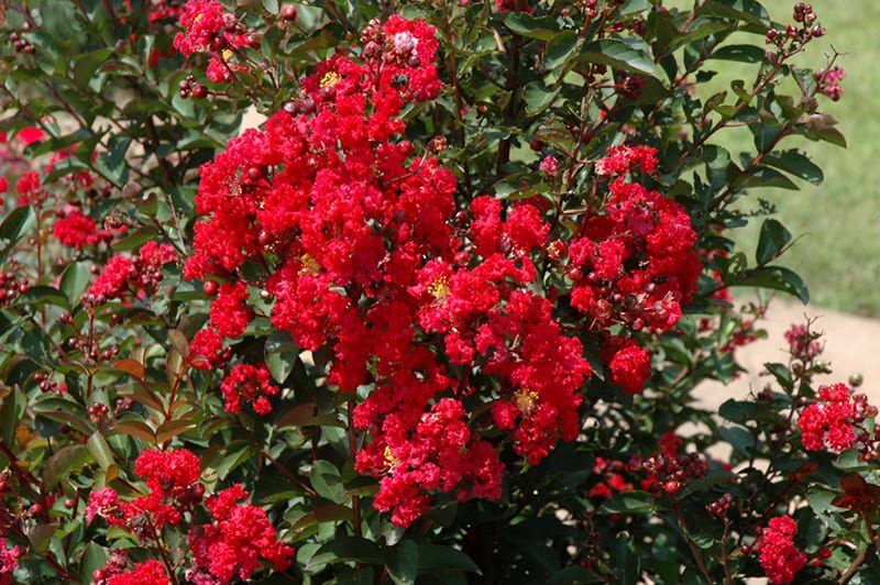 dynamite crapemyrtle