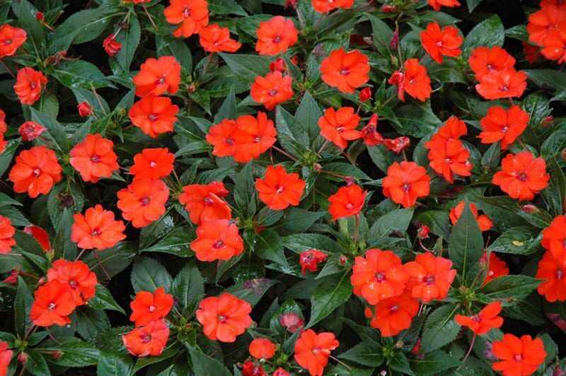 sunpatiens compact orange New Guinea impatiens