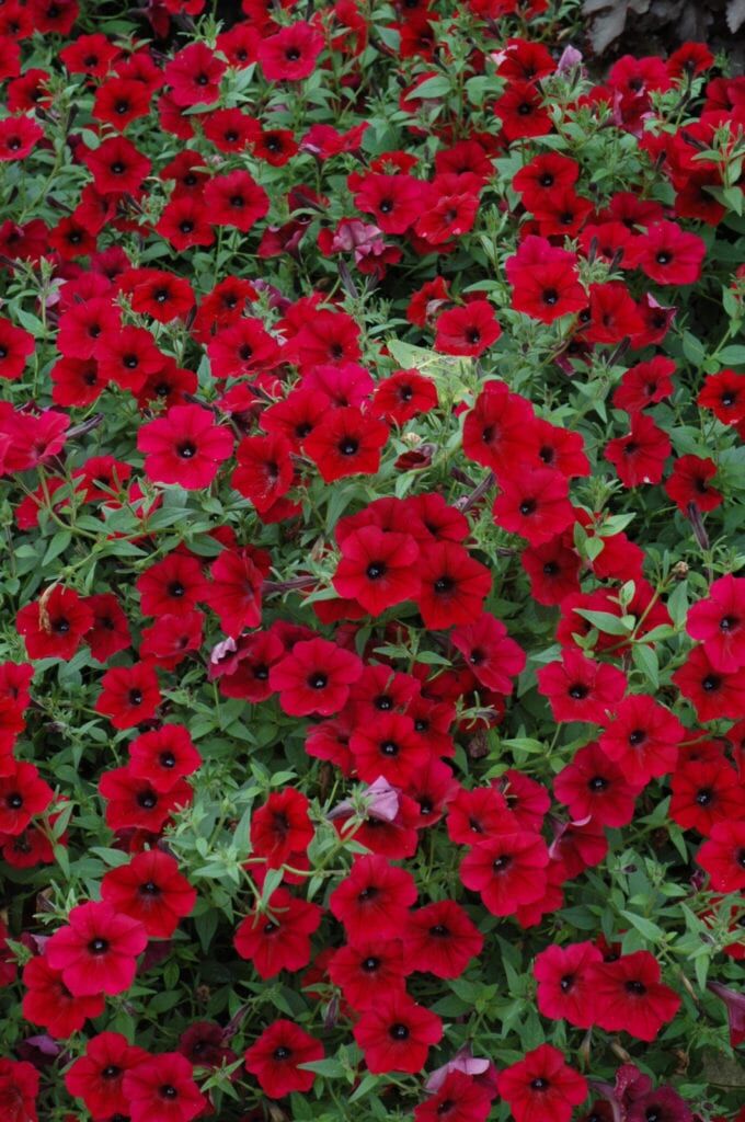 Tidal Wave Red Velour Petunia