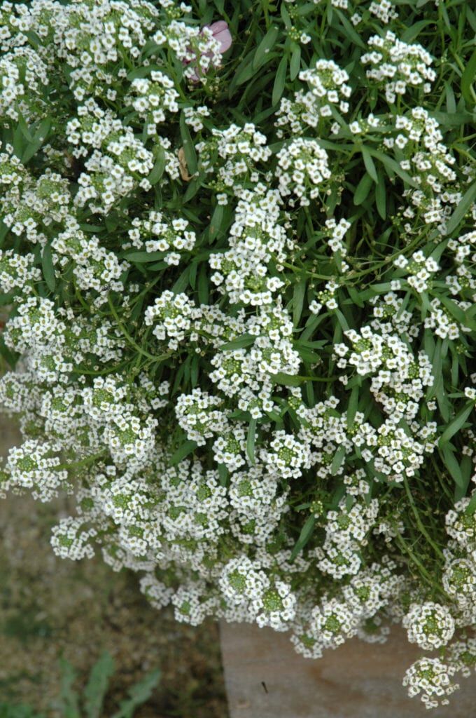 Silver Stream Sweet Alyssum