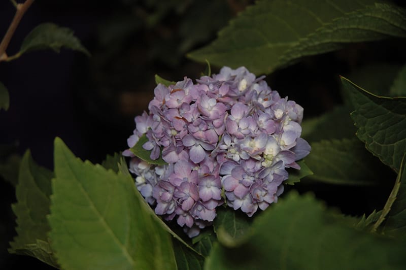 Nantucket Blue™ Hydrangea Flower Plant | Calloway's Nursery