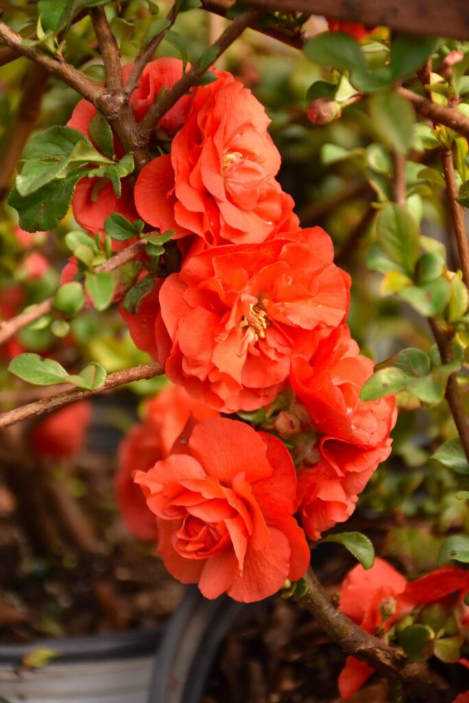 Double Take Scarlet Flowering Quince