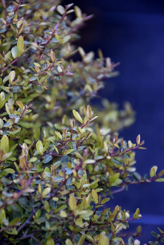 Dwarf Micron Yaupon Holly Plant