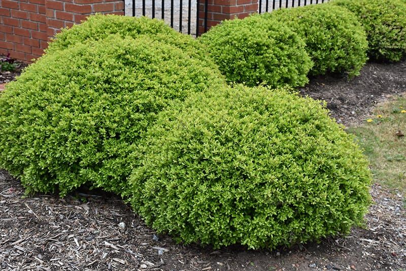 Dwarf Yaupon Holly Plant | Calloway's Nursery