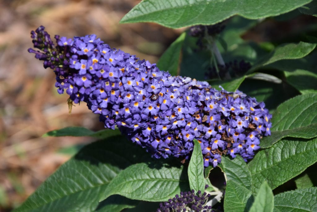 Pugster Blue Butterfly Bush