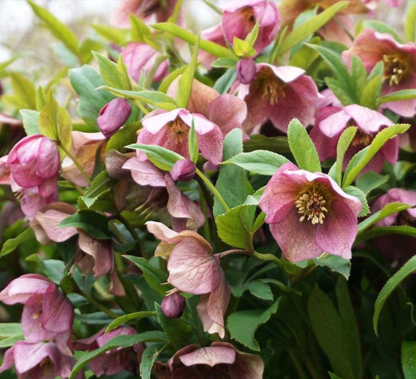 Lenten Rose