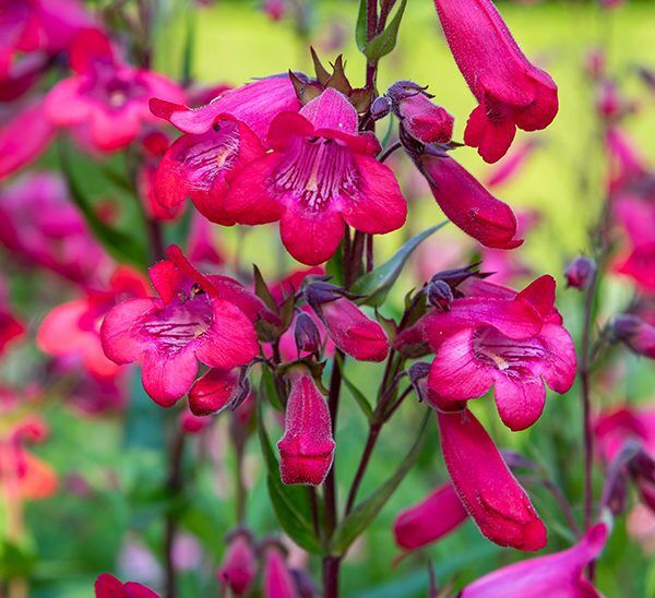 Penstemon