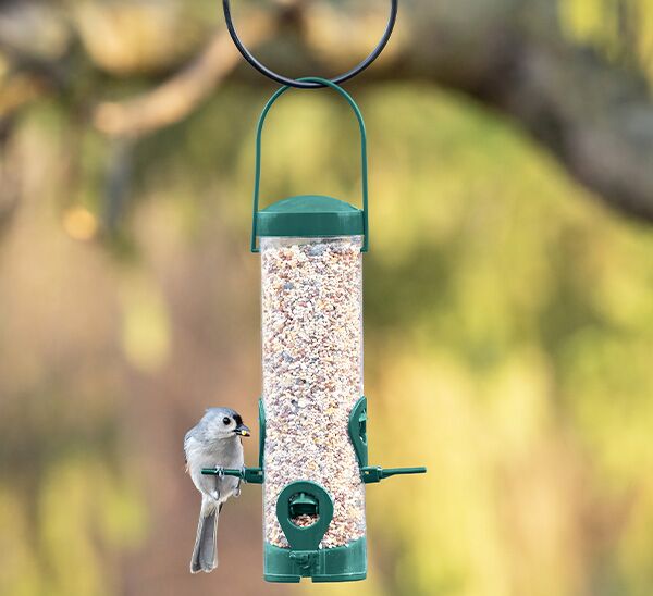 Bird eating from Perky-Pet® Green 2-In-1 Tube Bird Feeder