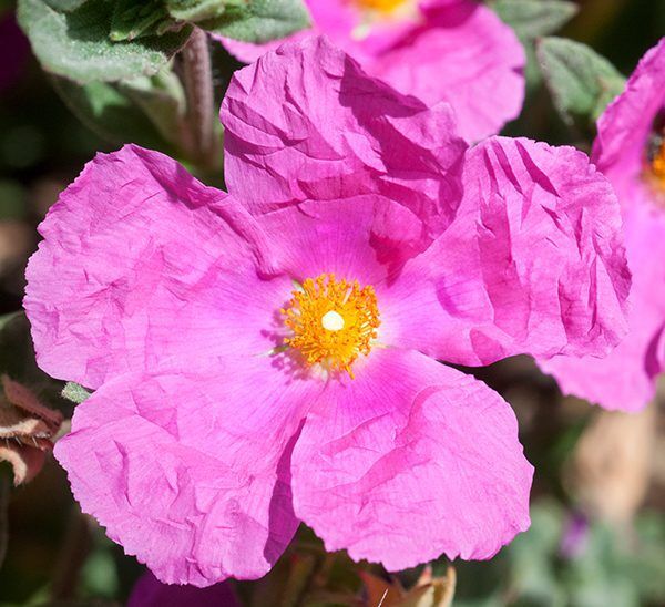 Rock Rose