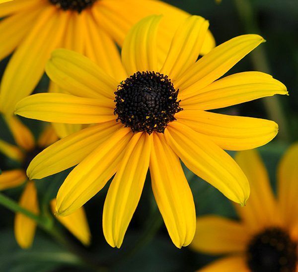 Rudbeckia