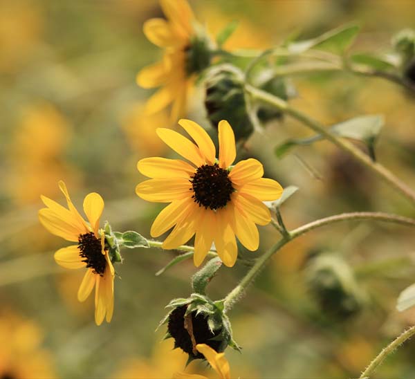 Sunfinity Sunflowers