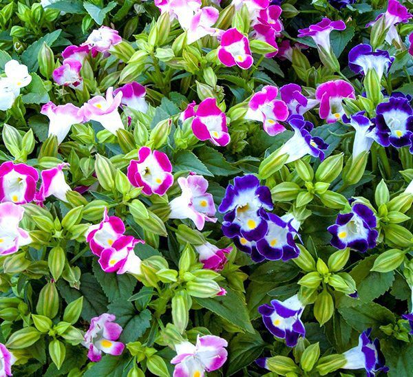 Torenia