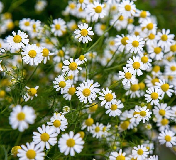 blackfoot daisy