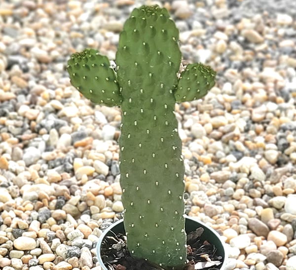 bullwinkle cactus opuntia