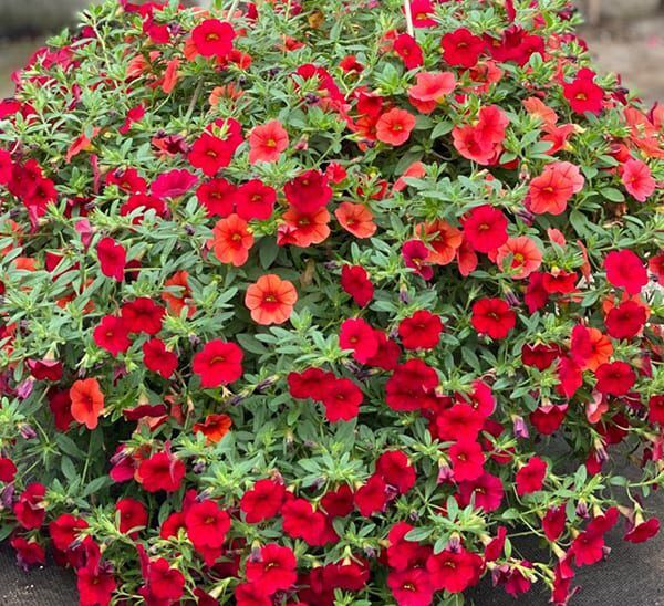 calibrachoa hanging basket 12in