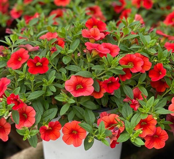 calibrachoa red