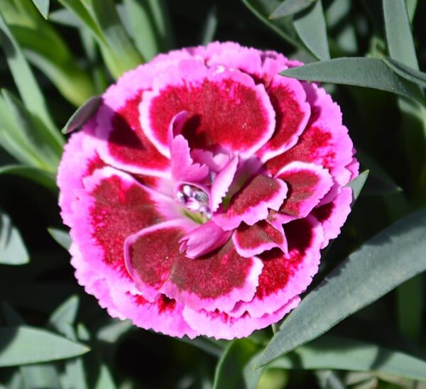 Carnation Purple close-up of bloom