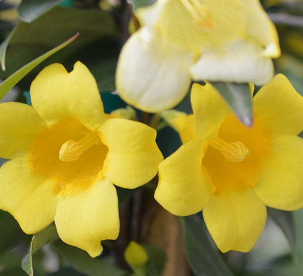 carolina jessamine