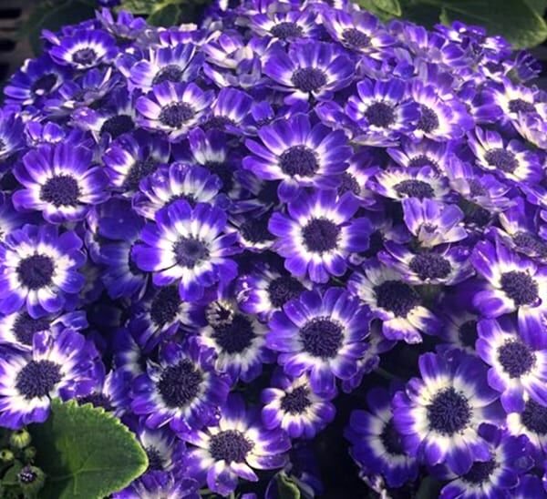 Cineraria Blue clusters of blooms