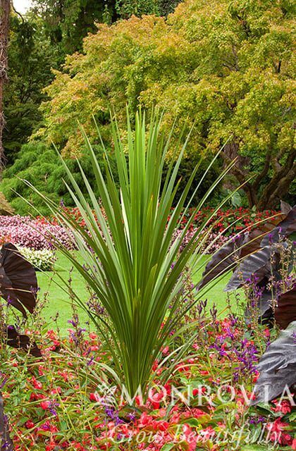 cordyline indivisa