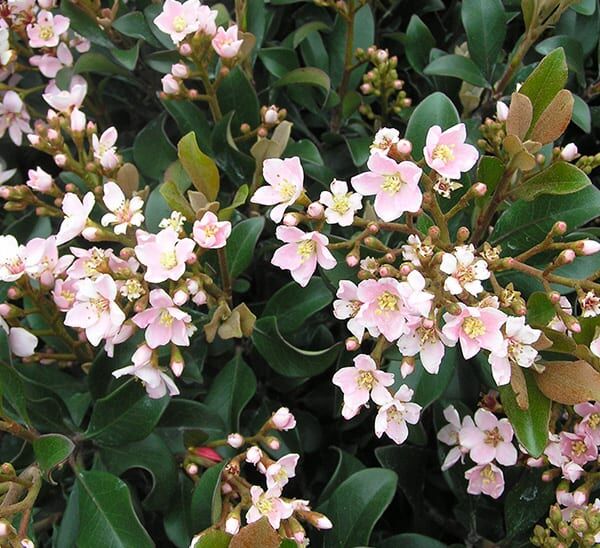 dwarf pink indian hawthorn