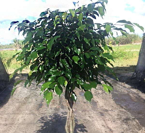 ficus benjamina braid