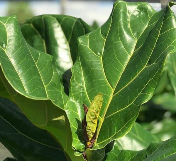 fiddle leaf fig