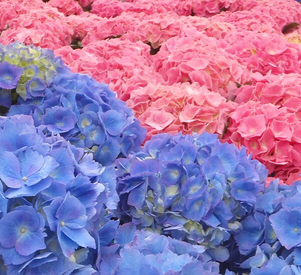 floral hydrangea