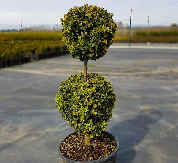 green mountain boxwood