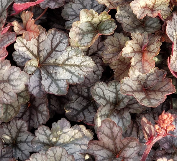 heuchera silver - glitter