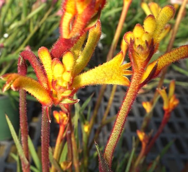 kangaroo paw yellow