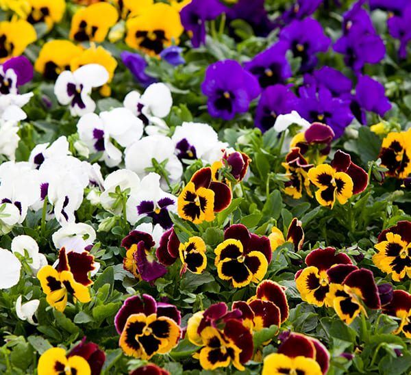 Flowerbed of Matrix Pansies in multiple colors