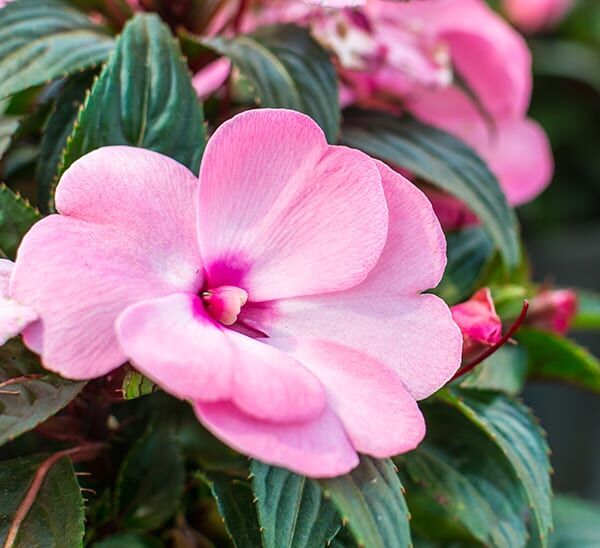 new guinea impatiens hanging basket pink