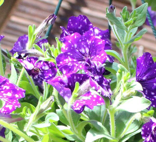 night sky petunia hanging basket