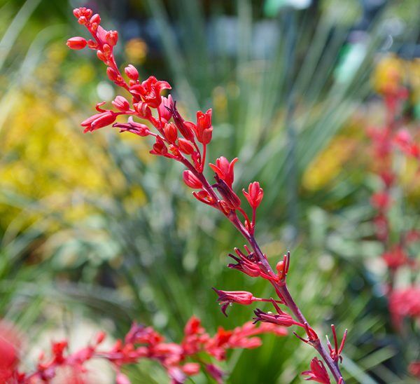 Red Yucca