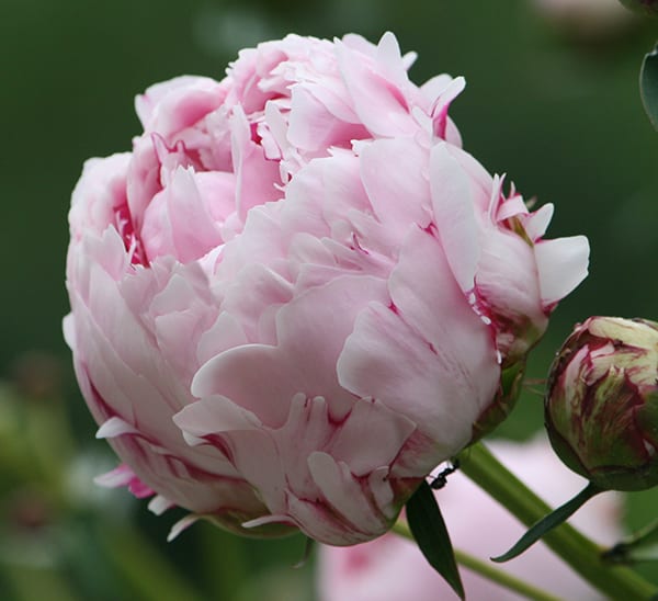 sarah bernhardt peony