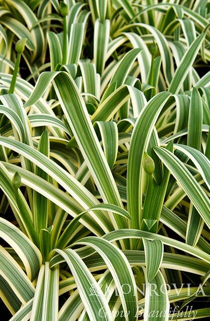 sun stripe agapanthus