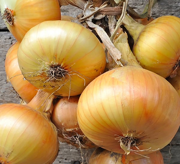 sweet onion bundled together on wooden table