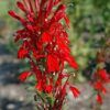 Cardinal Flower Photo 1