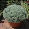 Curry Plant Photo 1