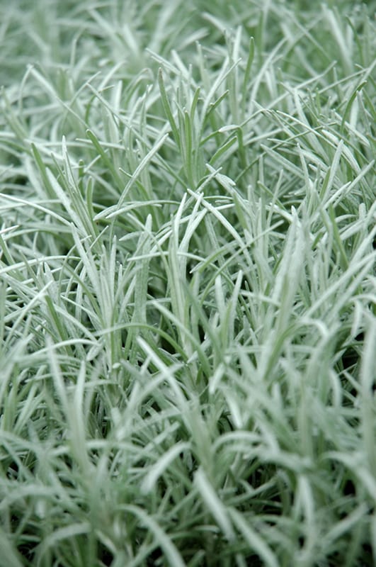 curry plant